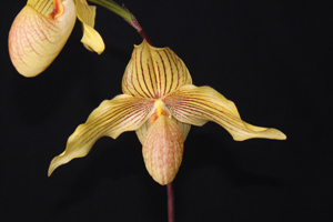 Paph. Dollgoldi Miranda HCC 76